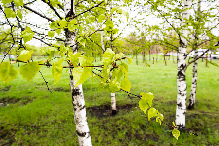 阳光天Birch春林中的绿树叶季节图片