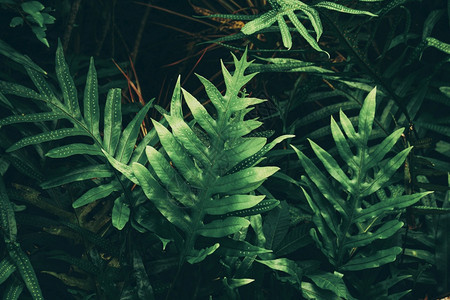 地面新鲜的热带绿叶背景暗调主题活的图片