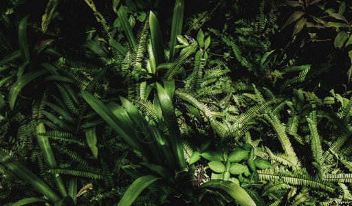 绿色花园热带绿叶背景暗调主题自然图片