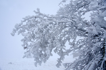 树上满是寒风中的雪白色滑冬天图片素材