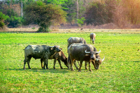 喇叭泰国田野里的水牛城奶图片