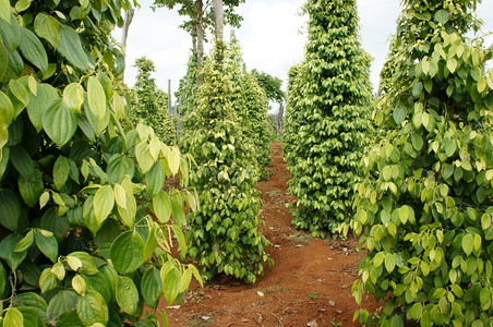 种植园越南的GiaLai的胡椒田一批绿色辣椒植物这个农产品是越南到亚洲的出口产品在灌木中种植蔬菜在许多艾亚草原上植树如Dakla图片