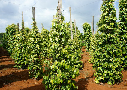 团体场地越南GiaLai的胡椒田一批绿色辣椒植物这个农产品是越南到亚洲的出口产品在灌木中种植蔬菜在许多艾亚草原上植树如Dakla图片