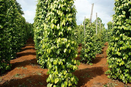 场地越南GiaLai的胡椒田一批绿色辣椒植物这个农产品是越南到亚洲的出口产品在灌木中种植蔬菜在许多艾亚草原上植树如Daklak的图片
