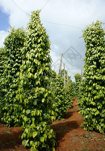 叶子栽培越南GiaLai的胡椒田一批绿色辣椒植物这个农产品是越南到亚洲的出口产品在灌木中种植蔬菜在许多艾亚草原上植树如Dakla图片