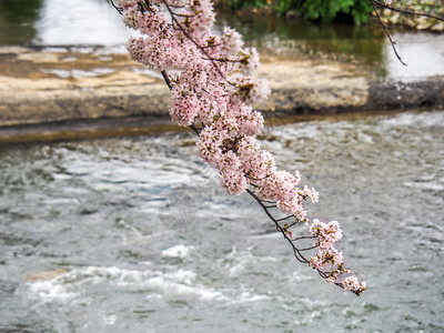 盛开春时日本樱桃花在河上漂浮闪耀着樱桃花春天树木背景图片