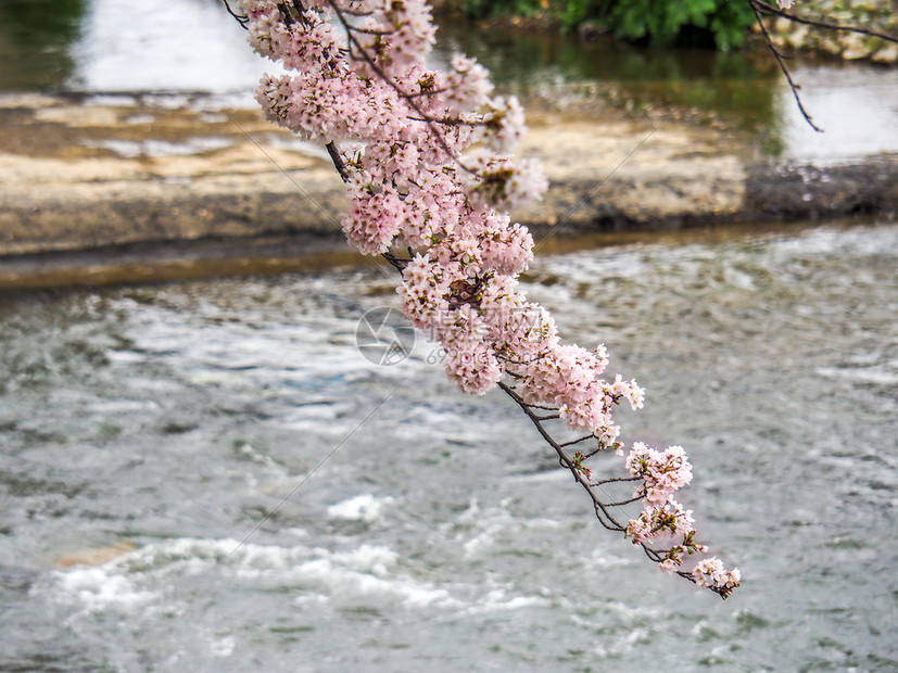 盛开春时日本樱桃花在河上漂浮闪耀着樱桃花春天树木图片