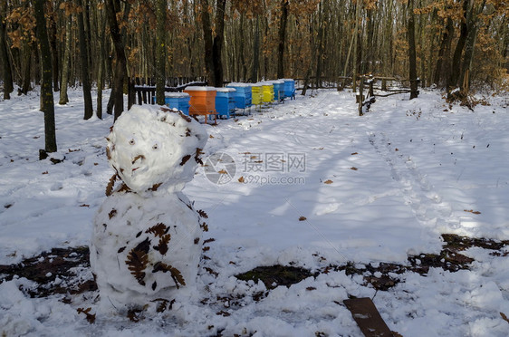 蜂巢在保加利亚扎韦特镇Zavet的寒冬森林中雪地向蜜蜂山和人提供养蜂场和雪人膜翅目草地图片