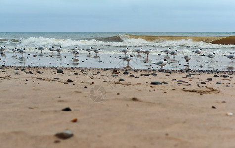 一群在海边的海鸥图片