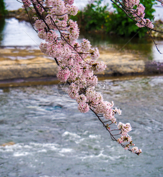 树木春天时日本樱桃花朵在河上飘荡园图片