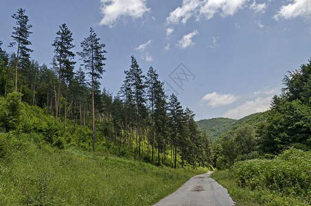 保加利亚维托沙山有道路灌木丛和枯树的夏日夕阳锥形林植物夏天新鲜的图片