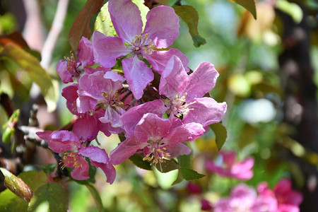雨后苹果树的粉红花朵开美丽天图片