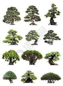 Bonzai白色背景上孤立的树群组木头单身的图片