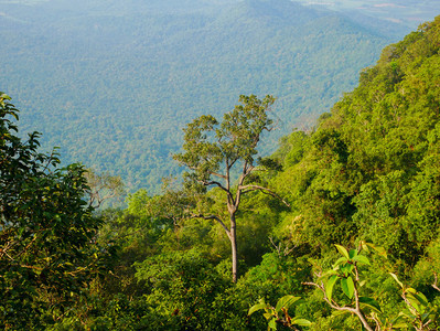 雨林和山中的树木户外最佳蓝色的图片