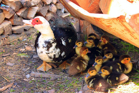 飞嘎航班Muscovy鸭子母鸡与在家禽中Muscovy鸭子母鸡与有趣的鸭子图片