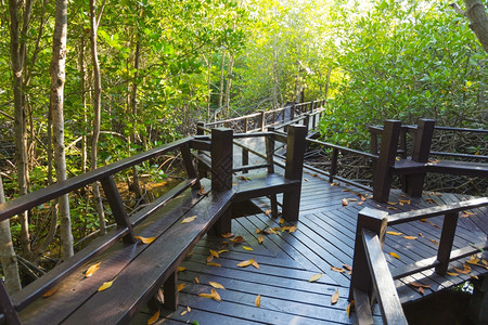 自然亚洲热带红树林木桥上的中沿人行道桥的红树林图片