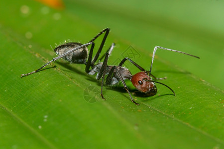 工作颜色宏关闭绿叶上的黑蚂蚁白色图片
