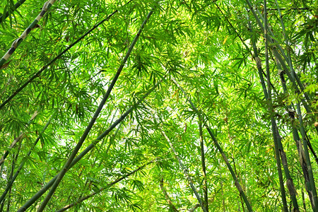 阳光明媚的竹林图片