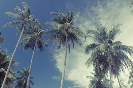蓝天空椰子棕榈树图片