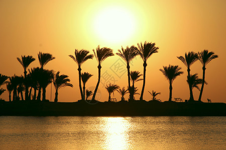 日落时的热带棕榈树图片