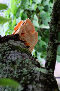 橙越南大莱特DaLat在雨季出现越南大拉特DaLat的雨季时黄蘑菇就出现在树干边上野蘑菇受到毒害和难以知道的危险森林棕色的图片