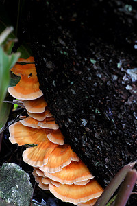 木头公园越南大莱特DaLat在雨季出现越南大拉特DaLat的雨季时黄蘑菇就出现在树干边上野蘑菇受到毒害和难以知道的危险新鲜图片