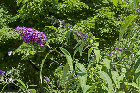 达维迪自然保加利亚索非BuddleiaDavidiiVioletLilac或蝴蝶布什在绿色背景下开花叶子图片