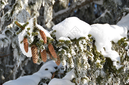 环境冬天分支法尔树上满是雪图片