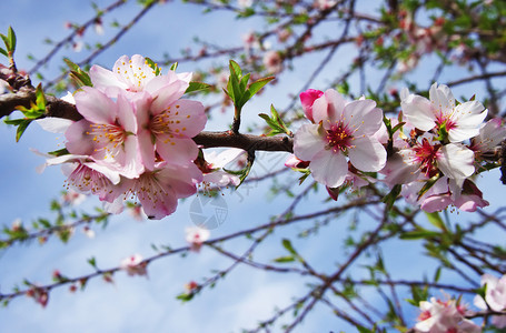 红杏树粉色花朵有蓝天空背景的枝果园植物学美丽图片