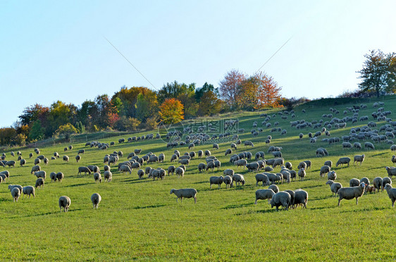 10月在朗山的羊群中农场屋高地图片