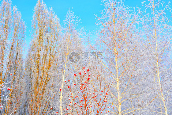 白色的冬天树木满是积雪和冰霜森林下的图片