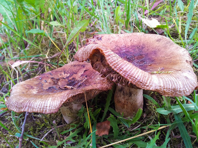 秋天一种林中草地上几片棕色蘑菇季节图片