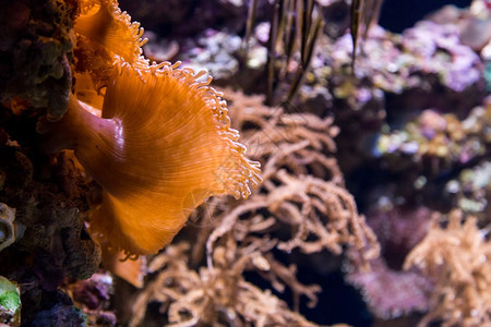 结石岩在水族馆内装有珊瑚礁饰的水下彩色立体生活图片