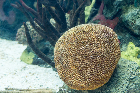 肥肠鱼气泡在水族馆内装有珊瑚礁饰的水下彩色立体颜深度背景