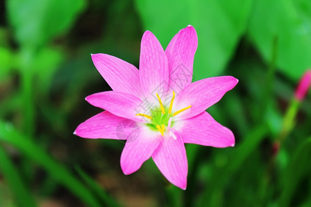 花园中美丽的粉红色花朵玉石天春图片