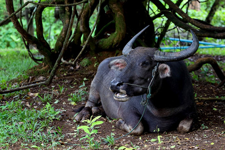 景观放松水牛休息在树下泰国的花园里强图片