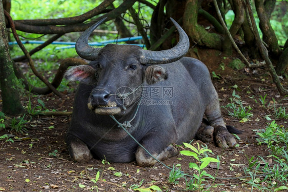 景观放松水牛休息在树下泰国的花园里旅行图片