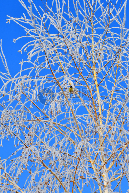 下雪的美丽冬天树木满是积雪和冰霜木头图片