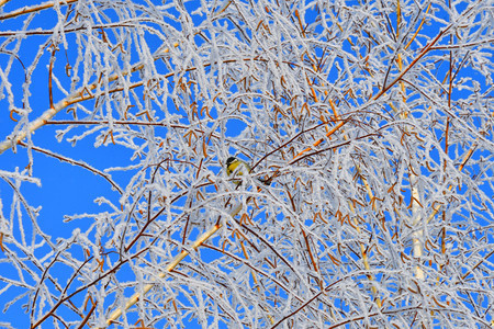 天气木头冬的树满是积雪和冰霜丰富多彩的图片