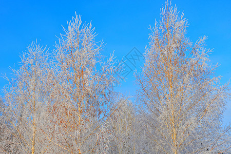 冬天的树木满是积雪和冰霜天气空松树图片