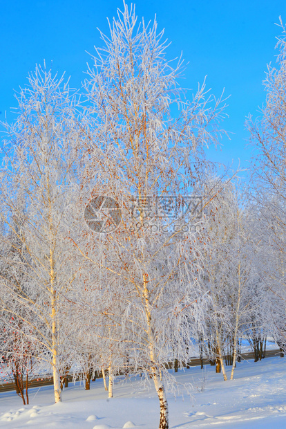 全景冬天的树木满是积雪和冰霜季节欧洲图片