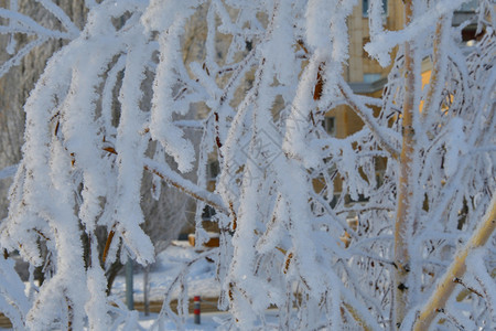 磨砂晴天冻结冬的树木满是积雪和冰霜图片