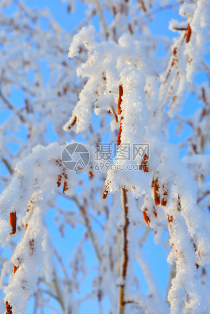 木头绿色冬天的树木满是积雪和冰霜颜色图片