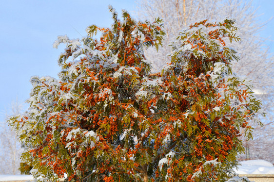 户外落下冬天的树木满是积雪和冰霜环境图片