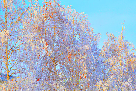 户外冬天的树木满是积雪和冰霜木头美丽的图片