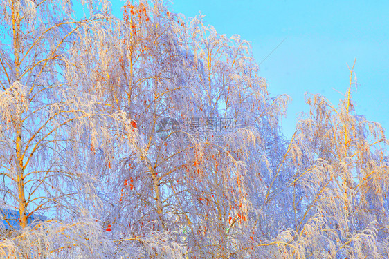 户外冬天的树木满是积雪和冰霜木头美丽的图片