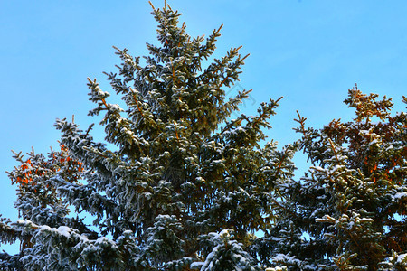 环境冬天的树木满是积雪和冰霜磨砂景观图片