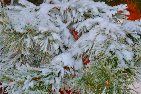 自然木头美丽的冬天树木满是积雪和冰霜图片