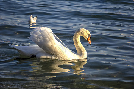 生态景观浪漫一只美丽的白天鹅漂浮在保加利亚瓦尔纳附近海边的鸟中图片