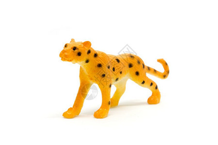 吃在白色背景上孤立的豹型模动物玩具塑料保护橡胶图片